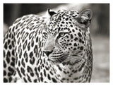Portrait Of Leopard, South Africa-Paper Art-18,,X14,,