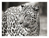 Portrait Of Leopard, South Africa-Paper Art-26,,X20,,
