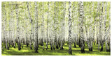 Birch Forest In Spring-Paper Art-74,,X38,,