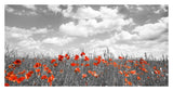 Poppies In Corn Field, Bavaria, Germany-Paper Art-38,,X20,,