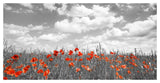 Poppies In Corn Field, Bavaria, Germany-Paper Art-50,,X26,,