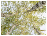 Birch Woods In Spring-Paper Art-50,,X38,,