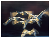 Mute Swan, Munich, Germany-Paper Art-50,,X38,,
