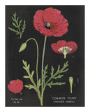 Poppy Chart -Paper Art-18X22
