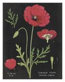 Poppy Chart -Paper Art-24X30