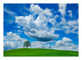 Oak And Clouds, Bavaria, Germany-Paper Art-24,,X18,,
