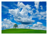 Oak And Clouds, Bavaria, Germany-Paper Art-32,,X23,,