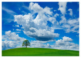 Oak And Clouds, Bavaria, Germany-Paper Art-46,,X33,,