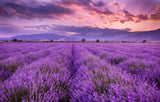 Lavender and Cedar – 8 oz