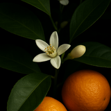 Petitgrain Omega Body Oil