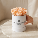 Essence White Box | Peach Roses