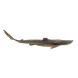 Frey Scientific Choice Preserved Shark, Formaldehyde-Free, 22 To 27 Inches