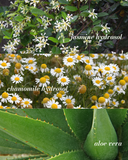 Jasmine Essence - Soothing & Hydrating Floral Water