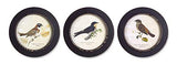 Melrose Modern Home Decorative Framed Bird Print (Set Of 3) 9.5 D Mdf