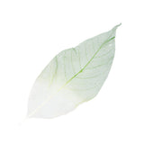 ATORSE 50X Natural Magnolia Skeleton Leaf Leaves Card Scrapbook Craft Supplies Green+WhiteCrafts|Scrapbooking & Paper Crafts|Scr
