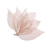 ATORSE 3X50Pcs Natural Magnolia Skeleton Leaf Leaves Card Scrapbook CoffeeCrafts|Scrapbooking & Paper Crafts|Scrapbooking|Scra