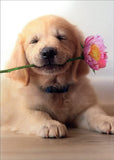 Avanti Press Golden Puppy With Pink Flower in Mouth Cute Dog Mothers Day Card