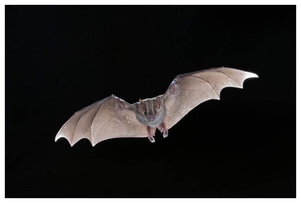 Jamaican Fruit-Eating Bat Flying, Michigan-Paper Art-62X42