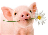 Pig Holds Flower Blank Card