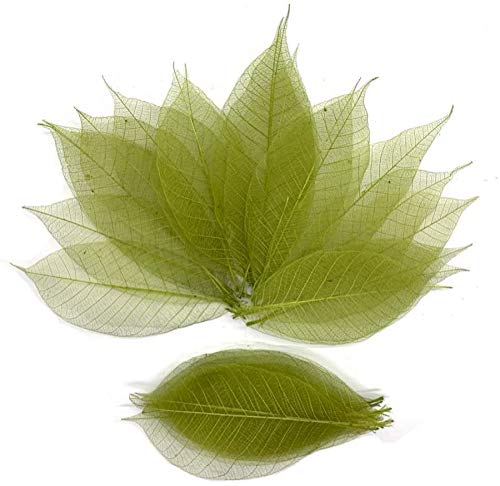 RATREE 888 100 Pcs 4-5 Inch Olive Green Skeleton Leaves Rubber Tree Natural Scrapbook Craft Card DIY Craft Using for Crafts, Bou