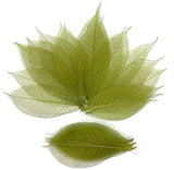 RATREE 888 100 Pcs 4-5 Inch Olive Green Skeleton Leaves Rubber Tree Natural Scrapbook Craft Card DIY Craft Using for Crafts, Bou