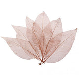 The Style Sutra 100Pcs Natural Magnolia Skeleton Leaf Leaves Card Scrapbook Coffee|Crafts | Scrapbooking & Paper Crafts | Scra