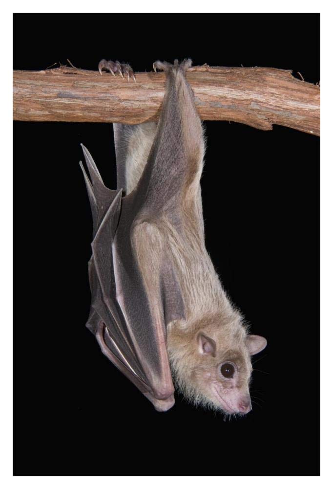 Egyptian Fruit Bat Roosting, Michigan-Paper Art-14X20