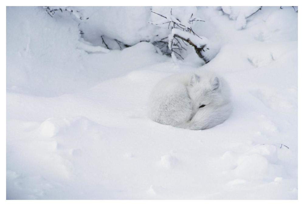 Arctic Fox Curled Up In The Snow, Churchill, Manitoba, Canada-Paper Art-50,,X34,,