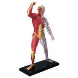 Famemaster 4D-Vision Human Muscle And Skeleton Anatomy Model Multi-colored, 10