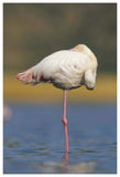 Greater Flamingo Standing On One Leg As It Rests, Kenya-Paper Art-42,,X62,,