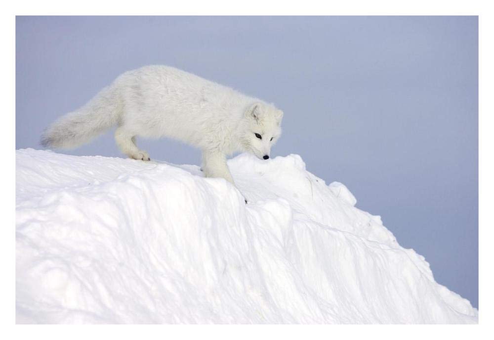 Arctic Fox On Snow Drift, Tundra, Arctic-Paper Art-32,,X22,,