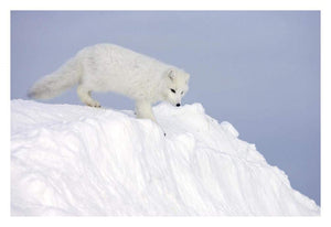Arctic Fox On Snow Drift, Tundra, Arctic-Paper Art-32,,X22,,