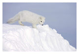 Arctic Fox On Snow Drift, Tundra, Arctic-Paper Art-32,,X22,,