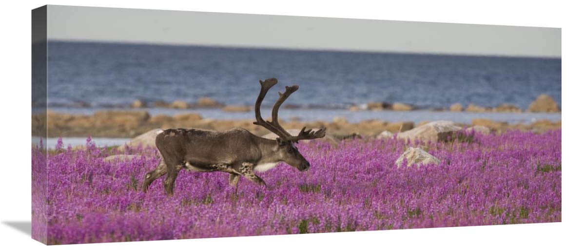 Caribou Male In A Field Of Fireweed, Hudson Bay, Canada-Canvas Art-30X13.5