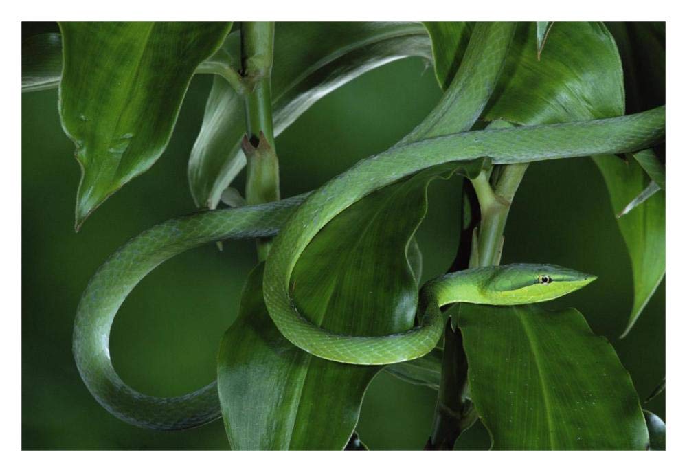 Green Vine Snake Camouflaged Among Rainforest Leaves, Costa Rica-Paper Art-32,,X22,,