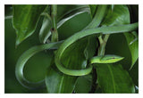 Green Vine Snake Camouflaged Among Rainforest Leaves, Costa Rica-Paper Art-32,,X22,,