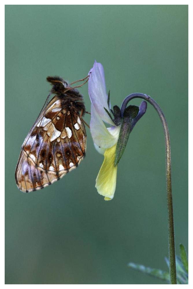 Weaver'S Fritillary Adult On Pansy Europe-Paper Art-42,,X62,,