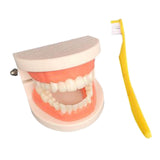 ECOMISTIQ Teeth Model Brushing Tooth Education Teaching Aids Toy for Kids Children | Other Educational Toys
