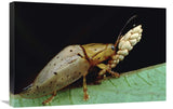 Tortoise Beetle Eye To Eye With Eggs SheS Guarding, Panama-Canvas Art-30X20