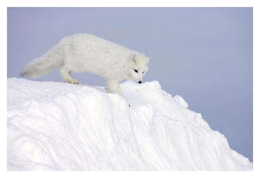 Arctic Fox On Snow Drift, Tundra, Arctic-Paper Art-38,,X26,,