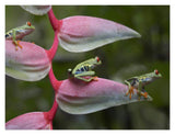 Red-Eyed Tree Frog Three Sitting On Heliconia, Costa Rica-Paper Art-18,,X14,,