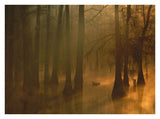 Mallard Pair In Cypress Swamp, Calcasieu River, Lake Charles, Louisiana-Paper Art-34,,X26,,
