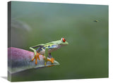 Red-Eyed Tree Frog Eyeing Bee Fly , Costa Rica-Canvas Art-24X20