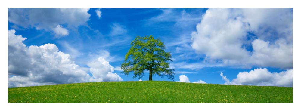 Oak And Clouds, Bavaria, Germany-Paper Art-38,,X14,,
