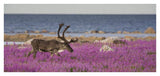 Caribou Male In A Field Of Fireweed, Hudson Bay, Canada-Paper Art-42,,X20,,