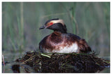 Horned Grebe Parent Incubating Eggs On Floating Nest, North America-Paper Art-62,,X42,,