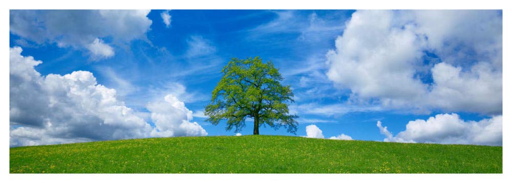 Oak And Clouds, Bavaria, Germany-Paper Art-56,,X20,,