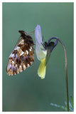 Weaver'S Fritillary Adult On Pansy Europe-Paper Art-34,,X50,,