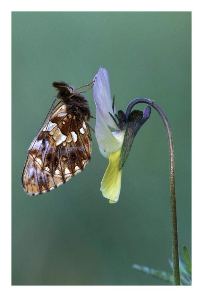 Weaver'S Fritillary Adult On Pansy Europe-Paper Art-18,,X26,,