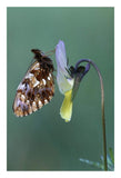 Weaver'S Fritillary Adult On Pansy Europe-Paper Art-18,,X26,,